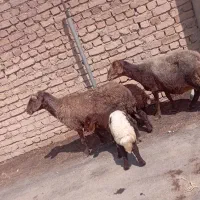 میش بره