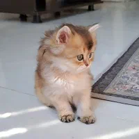 گربه بریتیش اصیل