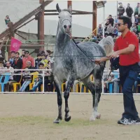 آماده سازی اسب زیبایی