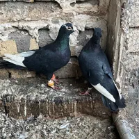 قره سیاه کرمانی و پشت گراف