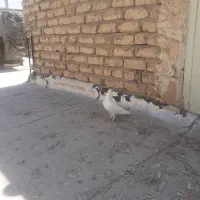 ماده سفیدبه شرط تخم جوجه دهی