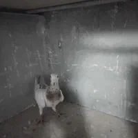 کبوتر هفت رنگ فروشی|پرنده|تاکستان, |دیوار