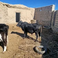 نرگاو|حیوانات مزرعه|گزیک, |دیوار