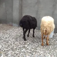 دو راس گوسفند آبستن در روستای چاه اسماعیل