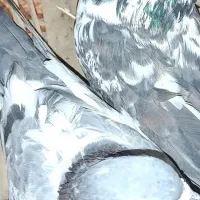 کبوتر