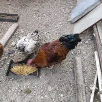 خروس جوان محلی|حیوانات مزرعه|رزن, |دیوار