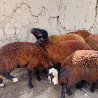 ۱۳عددتوخلی چاق وسرحال
