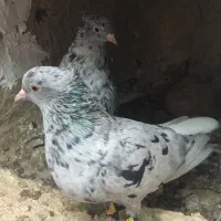 کفتر هفرنگ دم سفید