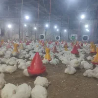 مرغ زنده ارگانیک مستقیم از مرغ داری