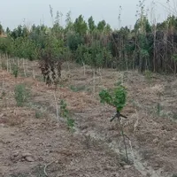 فروش باغ و باغچه ۹۳۰ متری آزادگان پلایین سندتک برگ|فروش دفتر صنعتی، کشاورزی، تجاری|تهران, کریم‌آباد|دیوار