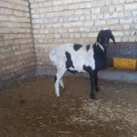 بره قوچ|حیوانات مزرعه|مرودشت, الماس آباد|دیوار