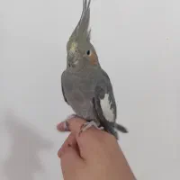 عروس هلندی ماده|پرنده|نورآباد, |دیوار