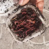 طعمه ماهیگیری.پت درختی.لارو.کرم خاکی|ماهیگیری|رشت, لاکان|دیوار