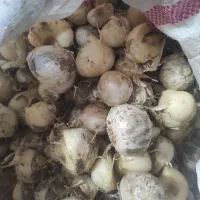 موسیر کوهی