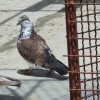 گمشده هر کی گرفته خریدارم