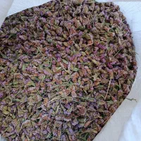 تخم ( بذر ) گل زنبوری یا گل خشک|گل و گیاه طبیعی|محلات, |دیوار