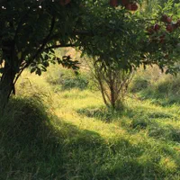 فروش باغ با محصول سیب و گردو