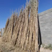 سلام نی  شمالی