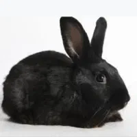 خرگوش فروشی