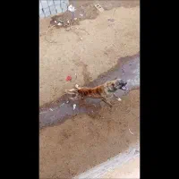 سگ نگهبان|سگ|تربت جام, جامرود|دیوار