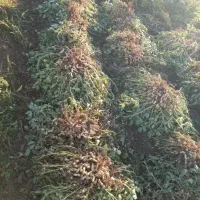 بادام زمینی رقم گلی