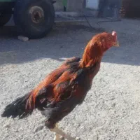 ۴ عدد خروس لاری شش ماهه دونک بالا سالم|حیوانات مزرعه|میانه, |دیوار