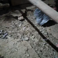 خروس|حیوانات مزرعه|هشتگرد, خور|دیوار