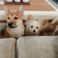 سگ آکیتا شیبا اینو ژاپنی