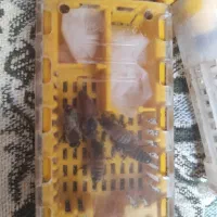 ملکه زنبور عسل