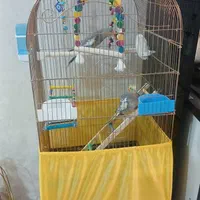 عروس هلندی آوازه خوان با رقص بازیگوش مولدکار داده