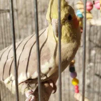 عروس هلندی ماده آهویی