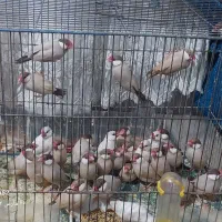 فنچ نرگسی شکلاتی معاوضه