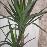 یوکا تنه دار