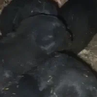 واگذاری توله سگ قدرجونی