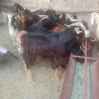 تعدادی کهره نر|حیوانات مزرعه|جم, |دیوار