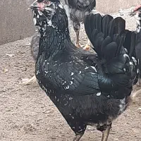 جوجه گلین لری اصیل و تخم گلین لری|حیوانات مزرعه|بندر انزلی, متروپل|دیوار