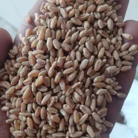 بذر گندم|عمده‌فروشی|اهواز, کارون|دیوار