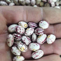 لوبیا چیتی استان فارس|خوردنی و آشامیدنی|تهران, زعفرانیه|دیوار