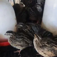 فروش جوجه بلدرچین یک ماهه