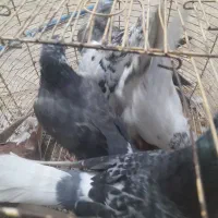 کبوتر تکپر و طوقی|پرنده|سرخنکلاته, |دیوار