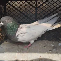 کبوتر کله سبز بازیدار