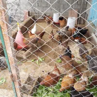 تخم مرغ نطفه دار