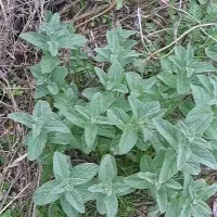 پونه تازه کیلویی ۲۰۰ هزار تومن