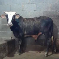 ورزا کوله پلنگ نافدار  گوساله نر گاو|حیوانات مزرعه|رشت, بلوار گیلان|دیوار