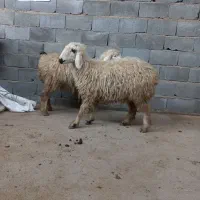 گوسفنده ماده آبستن