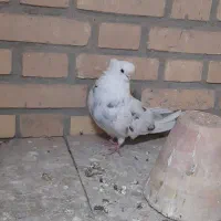 نوک قنار|پرنده|ابریشم, |دیوار