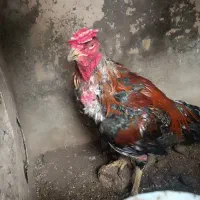 خروس