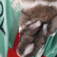 بچه خرگوش کوچولو گوگولی|موش و خرگوش|تربت جام, مطهری|دیوار