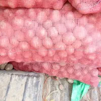 سیب زمینی بذری فیروز کوه