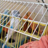 مرغ عشق|پرنده|بهبهان, |دیوار